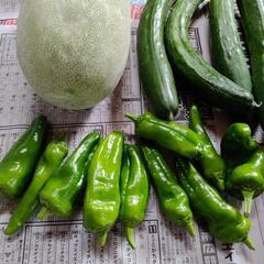 お野菜７点の画像