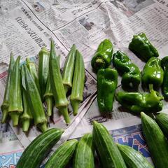 お野菜７点の画像