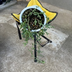 多肉植物 アーモンドネックレスの画像
