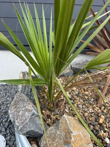 オニサバルヤシ