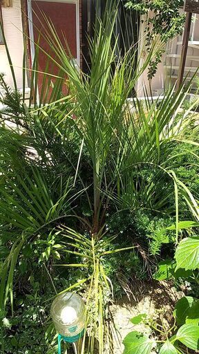 まだ若いヤシいかがですか？