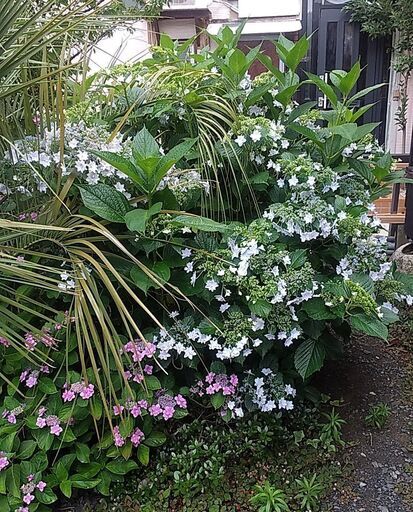 まだ若いヤシいかがですか？