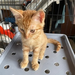 子猫