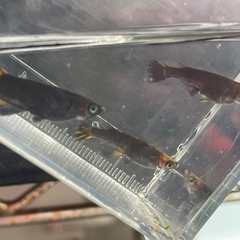 メダカ　五式タイプR 種親候補　1ペア　+1匹サービス　予約可能の画像