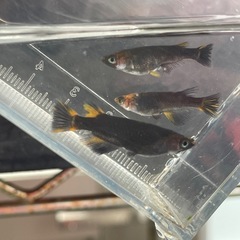 メダカ　五式タイプR 種親候補　1ペア　+1匹サービス　予約可能の画像