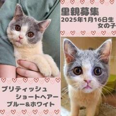 🍀ぺーこﾁｬﾝ🍀ブリティッシュショートヘア😻ハチワレ💘6ヶ月🐾お...