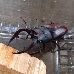 カナディアンワールド昆虫館