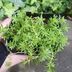 ランキングキーワードに紐づく投稿画像-多肉植物