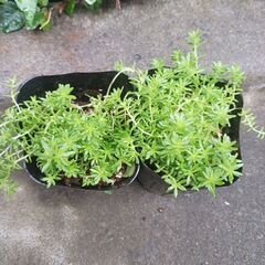 セダム　多肉植物　モリムラマンネングサ　抜き苗　3号ポットの画像