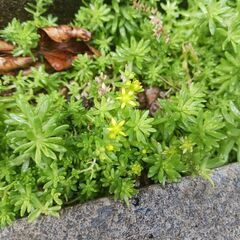 セダム　多肉植物　モリムラマンネングサ　抜き苗　3号ポットの画像