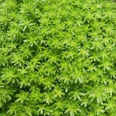 セダム　多肉植物　モリムラマンネングサ　抜き苗　3号ポットの画像