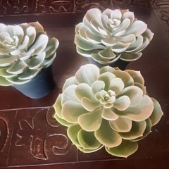 ★IKEA★イケア★人工観葉植物★鉢カバー付★3set★フェイクグリーン★の画像