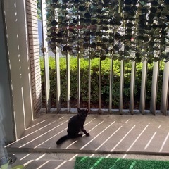 迷い猫