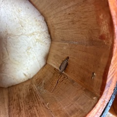 ボンゴとクラーベの画像