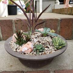 植物寄せ植えの画像