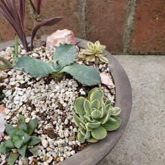 植物寄せ植えの画像