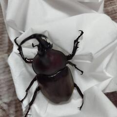 カブトムシ雄の画像