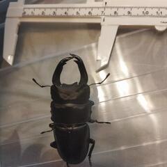 【期間限定】国産オオクワガタSR単品⑧の画像