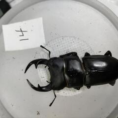 能勢YG血統オオクワガタペア⑪の画像