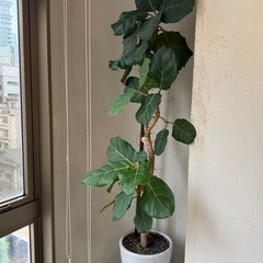 観葉植物の画像