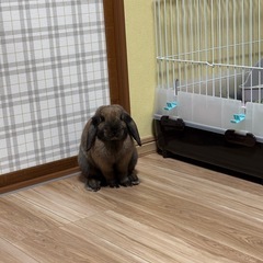 ホーランドロップ