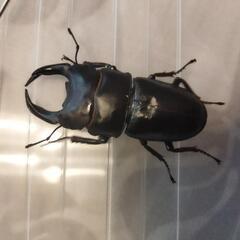 【期間限定】国産オオクワガタSR単品⑨の画像