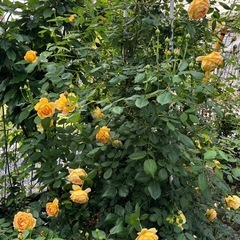 ゴールデン・セレブレーション　中苗の画像