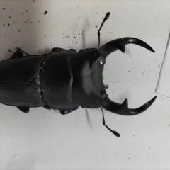 能勢YG血統オオクワガタペア⑬の画像