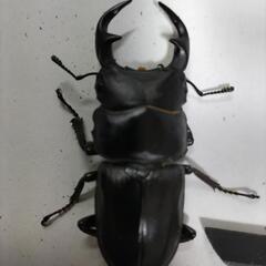 能勢YG血統オオクワガタペア⑭の画像