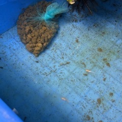 【はやたんメダカ】  ☆レッドクリフ紅白☆ 針子〜稚魚 10匹セット 格安販売の画像