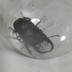 能勢YG血統オオクワガタペア⑫の画像