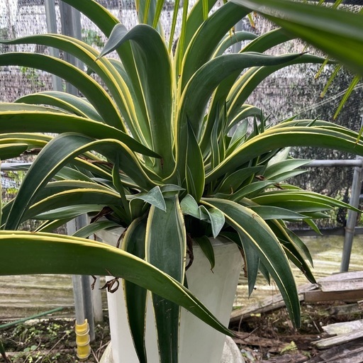 売約)子連れアガベ10号