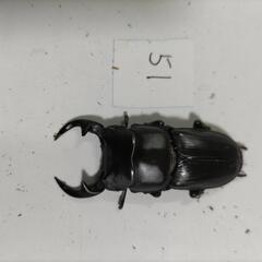 能勢YG血統オオクワガタペア⑯の画像