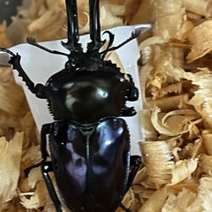 ニジイロクワガタ 紫紺ピカール系 ペアの画像