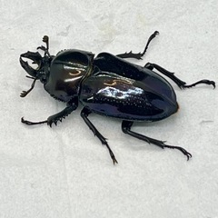 ニジイロクワガタ 紫紺ピカール系 ペアの画像