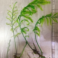 【深緑の透明感あるシダ葉】ボルビディス　ヒュディロティ　3株No.⑥の画像
