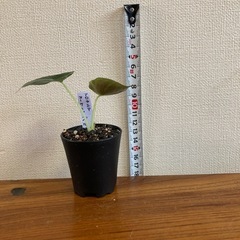 アロカシア　マークキャンベルの画像