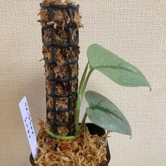 スキンダプサス　プラチナ　観葉植物の画像