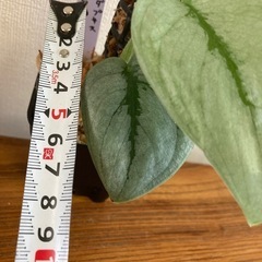 スキンダプサス　プラチナ　観葉植物の画像
