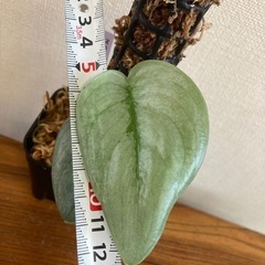 スキンダプサス　プラチナ　観葉植物の画像