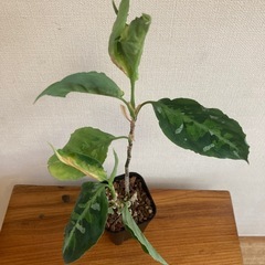 アグラオネマ　ピクタムトリカラー①　観葉植物の画像