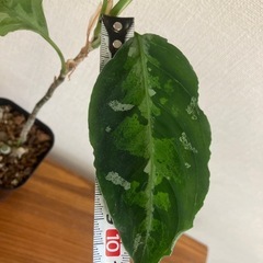 アグラオネマ　ピクタムトリカラー①　観葉植物の画像