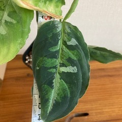 アグラオネマ　ピクタムトリカラー①　観葉植物の画像