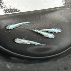 メダカ　幹之メダカ　4匹　めだかの画像
