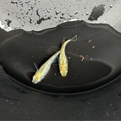 メダカ　すずらん　1ペア めだかの画像