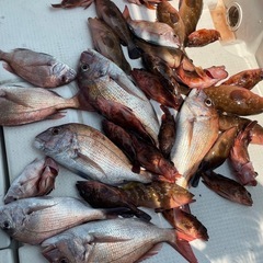 船釣りメンバー募集🚢🎣