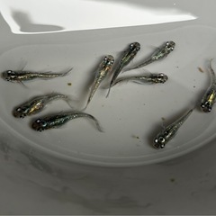 メダカ　魔王改ブルードレス　9匹❗️ めだかの画像