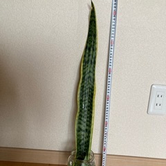 サンスベリアの画像
