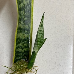サンスベリアの画像