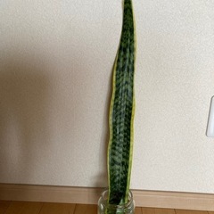 サンスベリアの画像
